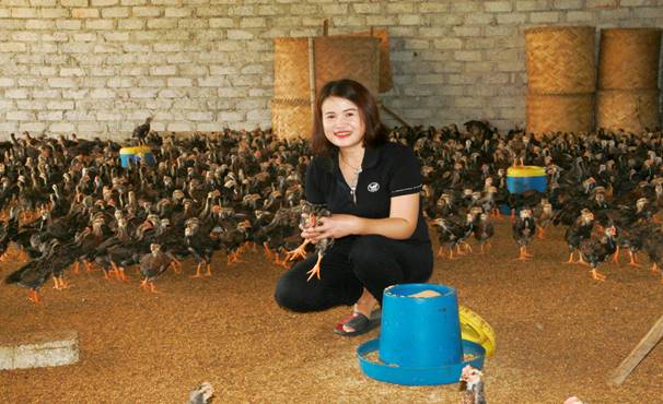 Mô hình nuôi gà thịt với trên 2.000 con mỗi lứa của gia đình chị Lữ Thị Hoa