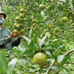 Anh Phạm Văn Công ở thôn Thống Nhất, xã Sơn Lang, huyện Kbang vay 100 triệu đồng về trồng cam và sầu riêng. Đến nay, thu nhập bình quân của gia đình anh đạt trên 150 triệu đồng/năm