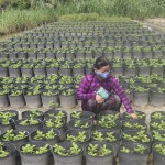Bà Trần Thị Thủy ở xã Mỹ Phong, TP Mỹ Tho vay 50 triệu đồng phát triển chăn nuôi bò và trồng hoa bán vào dịp Tết