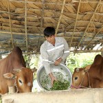 Sau khi trở về địa phương ổn định, anh Lương Văn Quí, dân tộc Thái ở bản Tam Yên, xã Tam Quang, huyện Tương Dương đã được NHCSXH cho vay 50 triệu đồng để chăn nuôi bò