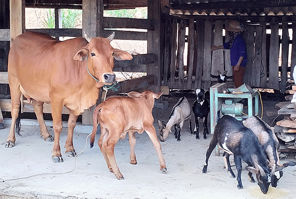 Gia đình chị Trương Thị Hanh ở xóm Hoa Kẻ Thắng vay vốn đầu tư nuôi bò