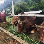 Bà Lê Thị Mười ở thôn Tứ Trung, xã Quế Lâm, huyện Nông Sơn thu nhập ổn định từ chăn nuôi bò và trồng rừng