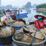 Gia đình anh Bùi Văn Chung ở khu 7, thị trấn Cái Rồng, huyện Vân Đồn vay 50 triệu đồng từ NHCSXH để kinh doanh sam biển