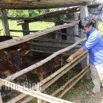 Hộ đoàn viên thanh niên ở xóm Bin, xã Tử Nê, huyện Tân Lạc được vay vốn chính sách chăn nuôi bò, đem lại hiệu quả kinh tế khá