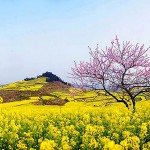 Thung lũng hoa vàng nở rộ vào mùa Xuân