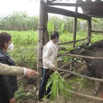 Gia đình ông Lò Văn Bạt là một trong những hộ nghèo của bản Nà Lò 1, xã Huy Hạ được vay vốn phát triển chăn nuôi