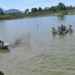 Nhờ nguồn vốn vay NHCSXH, nhiều hộ dân ở xã Xuân Thọ, huyện Triệu Sơn phát huy hiệu quả mô hình nuôi trồng thủy sản