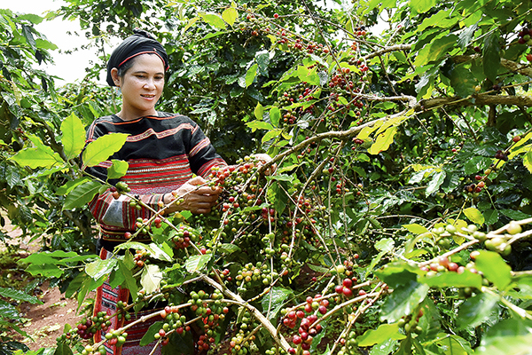 Nguồn vốn NHCSXH giúp người dân Gia Lai phát triển cà phê sạch