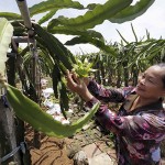 Nguồn vốn ưu đãi đã giúp hàng nghìn hộ gia đình trên địa bàn tỉnh Hưng Yên có điều kiện phát triển kinh tế, vươn lên làm giàu chính đáng