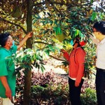 Người dân huyện Khánh Sơn vay vốn NHCSXH để đầu tư trồng sầu riêng