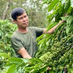 Mô hình trồng cà phê của nông dân thị trấn Chư Ty, huyện Đức Cơ