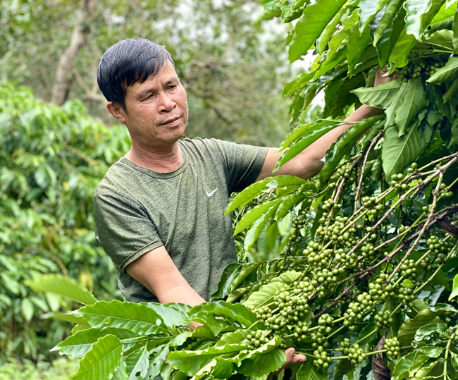 Mô hình trồng cà phê của nông dân thị trấn Chư Ty, huyện Đức Cơ