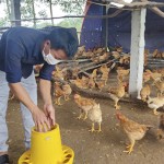 Từ nguồn vốn chính sách, gia đình anh Nguyễn Trường Giang đã vươn lên thoát nghèo bằng mô hình chăn nuôi tổng hợp