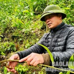 Người dân thôn Nà Dạ, xã Chiến Thắng chăm sóc rừng keo từ nguồn vốn ưu đãi