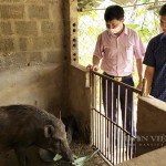 Ở Minh Hóa có nhiều hộ gia đình vay vốn nuôi lợn rừng