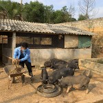 Mô hình chăn nuôi lợn đen đem lại lợi ích kinh tế cao cho anh Trương Công Tài