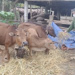 Ông Lữ Đình Thu đang chăm đàn bò hình thành từ nguồn vốn vay NHCSXH