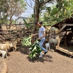 Anh Rơ Lan Hnhơ phát triển chăn nuôi dê nhờ nguồn vốn vay từ NHCSXH