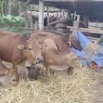Ông Lữ Đình Thu đang chăm đàn bò hình thành từ nguồn vốn chính sách