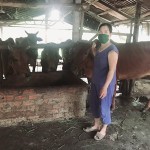 Đàn bò của gia đình chị Nguyễn Thị Gái
