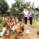 Mô hình nuôi gà đặc sản dưới tán cây bưởi, cam của nông dân xã Đông Ngũ, huyện Tiên Yên