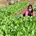 Mô hình trồng rau an toàn từ nguồn vốn vay NHCSXH của nông dân xã Tiền Yên, huyện Hoài Đức (TP Hà Nội)