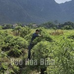 Nhờ được tiếp cận nguồn vốn vay ưu đãi, ĐVTN xã Đồng Tâm, huyện Lạc Thủy có điều kiện phát triển mô hình kinh tế trồng cây cảnh, bonsai