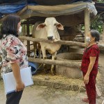 Chủ tịch Hội LHPN xã Thành Phạm Hoàng Ngân kiểm tra mô hình nuôi bò sinh sản của hội viên