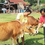 Mô hình chăn nuôi bò của đồng bào dân tộc Ma Coong (Quảng Bình) được triển khai từ nguồn vốn vay ưu đãi