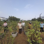 Được vốn tín dụng chính sách tiếp sức, gia đình bà Nguyễn Thị Sáu ở xã Cẩm Hà, TP Hội An xây dựng được mô hình trồng quất cảnh cho hiệu quả kinh tế cao