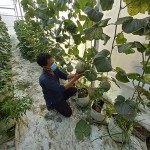 Anh Nguyễn Tuấn Kiệt đang chăm sóc vườn dưa