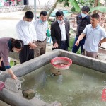 Từ nguồn vốn vay NHCSXH kết hợp vốn sẵn có, gia đình ông Lê Thiên Tư ở thị trấn Tân Phong, huyện Quảng Xương (Thanh Hóa) đầu tư mô hình nuôi cá giống mang lại hiệu quả kinh tế cao