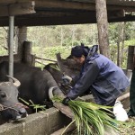 Nhờ vốn vay của NHCSXH, bà Hoàng Thị Minh ở xã Đồng Phúc, huyện Ba Bể có điều kiện phát triển chăn nuôi