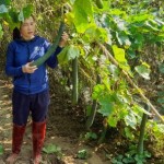 Chị Nguyễn Thị Huệ ở xã Nghĩa Dũng, huyện Tân Kỳ vay vốn trồng bí xanh mang lại nguồn thu nhập cao