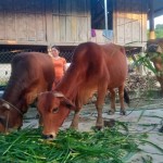 Mô hình chăn nuôi bò hiệu quả từ nguồn vốn vay NHCSXH tại xã Đồng Văn