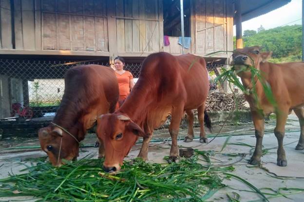 Mô hình chăn nuôi bò hiệu quả từ nguồn vốn vay NHCSXH tại xã Đồng Văn