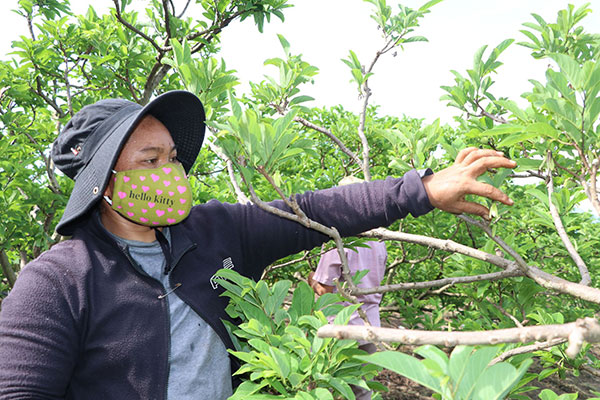 Chị Cao Thị Mê Lên chăm sóc vườn mãng cầu đang cho trái cho vụ tiếp theo