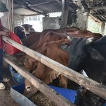 Đàn bò của gia đình anh Đinh Văn Cường ở xóm Quang Hưng, xã Châu Quang, huyện Quỳ Hợp