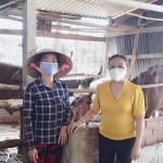 Bà Nguyễn Thu Hà đã giúp đỡ nhiều tổ viên phát triển chăn nuôi, vươn lên thoát nghèo nhờ vốn vay NHCSXH