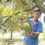 Ông Tằng Nhì ở thôn Bình Giai, xã Phước Minh, huyện Bù Gia Mập chăm sóc vườn sầu riêng