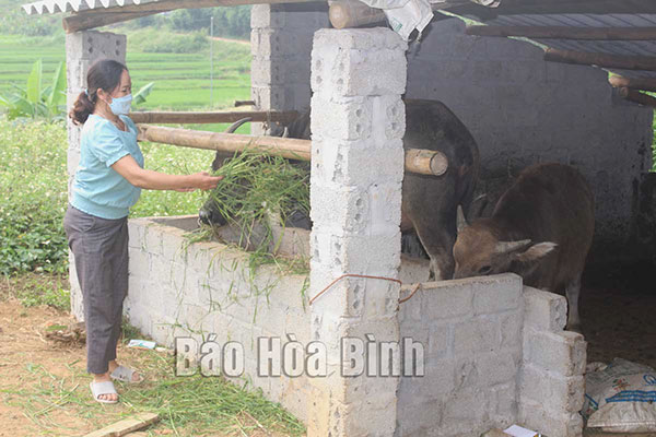 Nông dân Cao Phong sử dụng vốn vay ưu đãi phát triển chăn nuôi, sản xuất