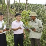 Nguồn vốn tín dụng chính sách đã giúp cho hộ nghèo Chu Văn Được ở thôn Quất Sơn, xã Bảo Sơn cải tạo vườn đồi, trồng dứa hàng hóa