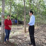 Bà Nguyễn Thị The, thị trấn Ea Súp, huyện Ea Súp vay 50 triệu đồng theo Nghị quyết số 11 đầu tư cho vườn cao su