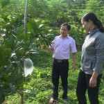 Mô hình trồng cây ăn quả của chị Chúc Thị Nải ở thị trấn Lăng Can, huyện Lâm Bình