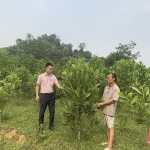 Đồng vốn chính sách tạo điều kiện cho bà con nhân dân xã Thanh Xuân mở rộng diện tịch trồng cây lâm nghiệp