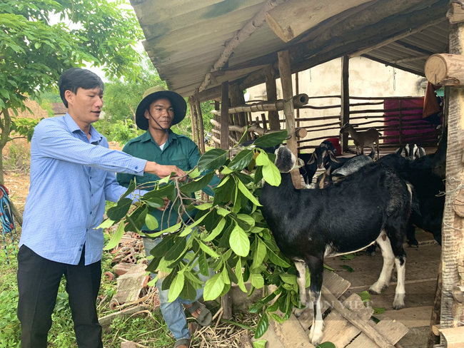 Anh Hồ Minh (bên phải) trao đổi kinh nghiệm nuôi dê với ông Trần Đại Nghĩa - Chủ tịch Hội Nông dân xã Trường Xuân, huyện Quảng Ninh
