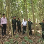 Hội CCB huyện M'Drắk tổ chức tham quan mô hình kinh tế rừng tại xã Cư Króa