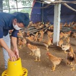 Từ nguồn vốn chính sách, gia đình anh Nguyễn Trường Giang đã vươn lên thoát nghèo nhờ mô hình chăn nuôi tổng hợp