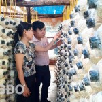 Chị Nguyễn Thị Kim Xuyến giới thiệu mô hình nấm cho cán bộ NHCSXH huyện Phù Cát