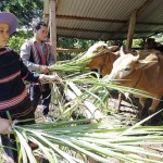 Người dân Gia Lai đẩy mạnh chăn nuôi bò từ nguồn vốn tín dụng chính sách
